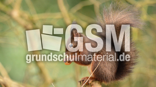 Eichhörnchen (23).jpg